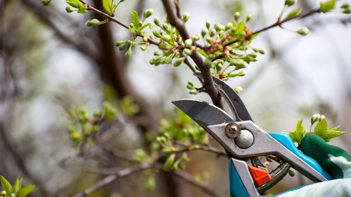 tipos de poda y por que es necesaria jardinatis