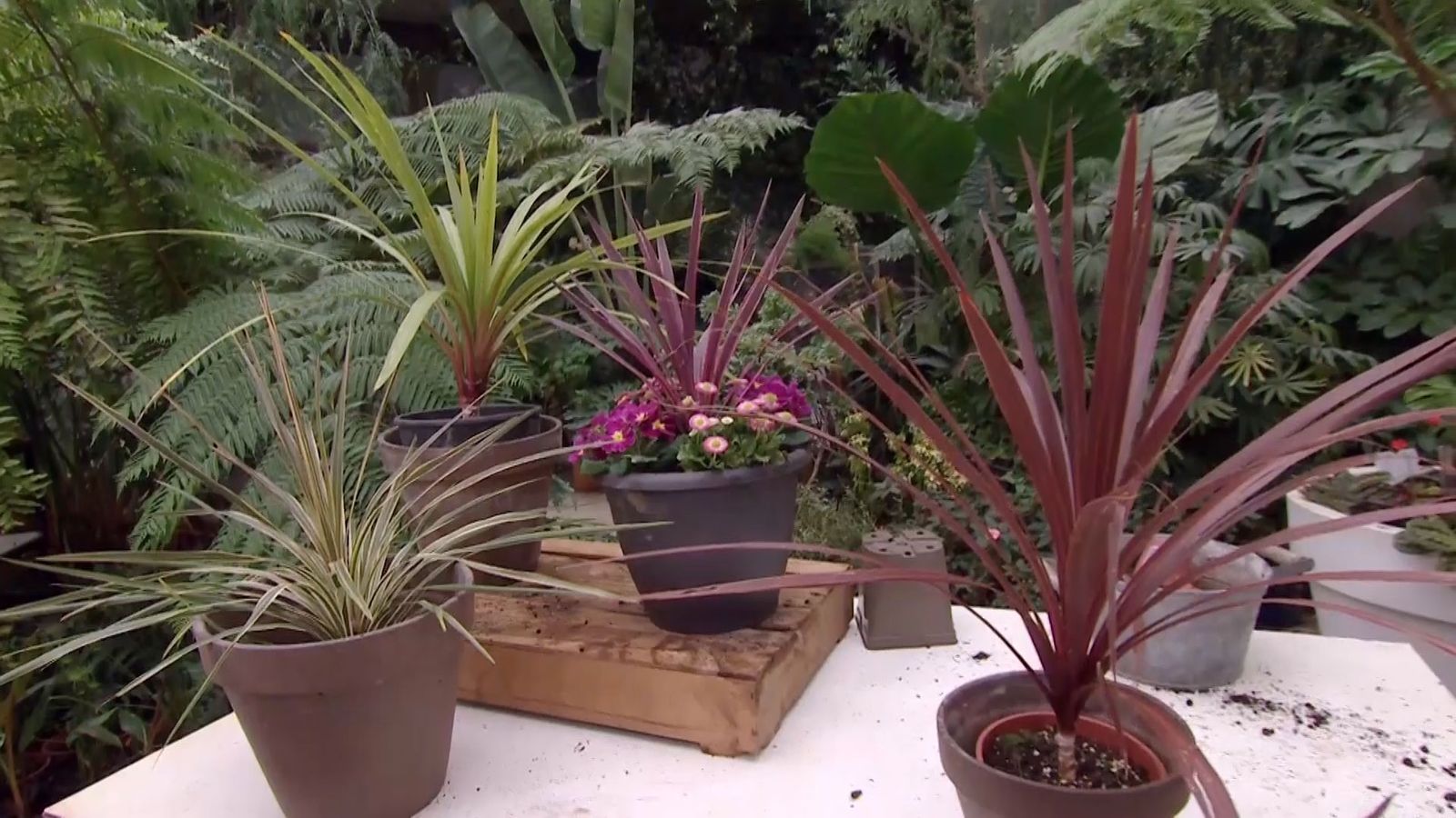 deco 682 cordyline australis xl