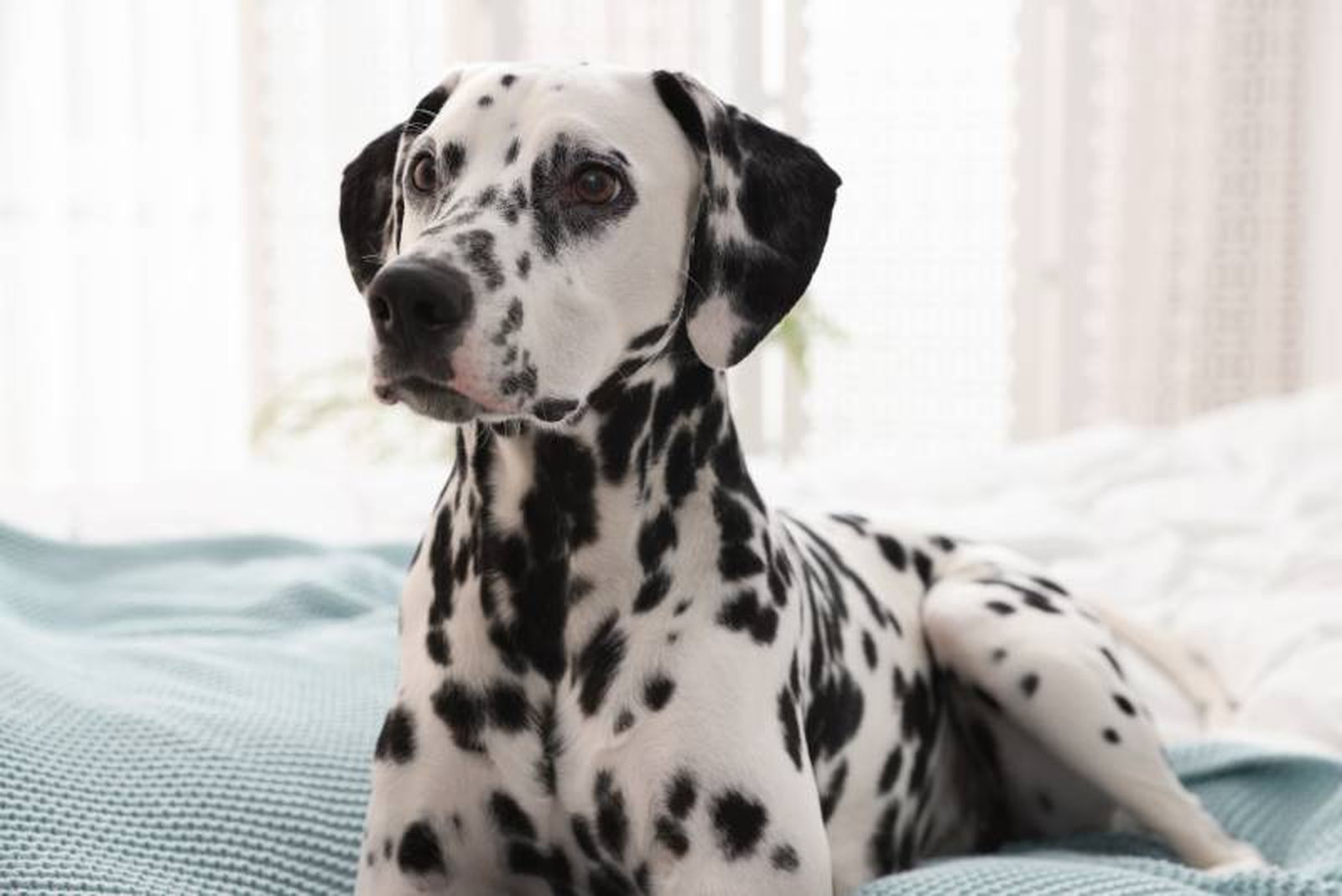 El dálmata es una raza canina de tamaño medio, con un cuerpo atlético y bien proporcionado.