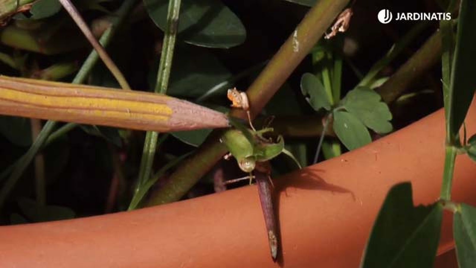 flor marchita de la planta del cacahuete brico 845 jardinatis