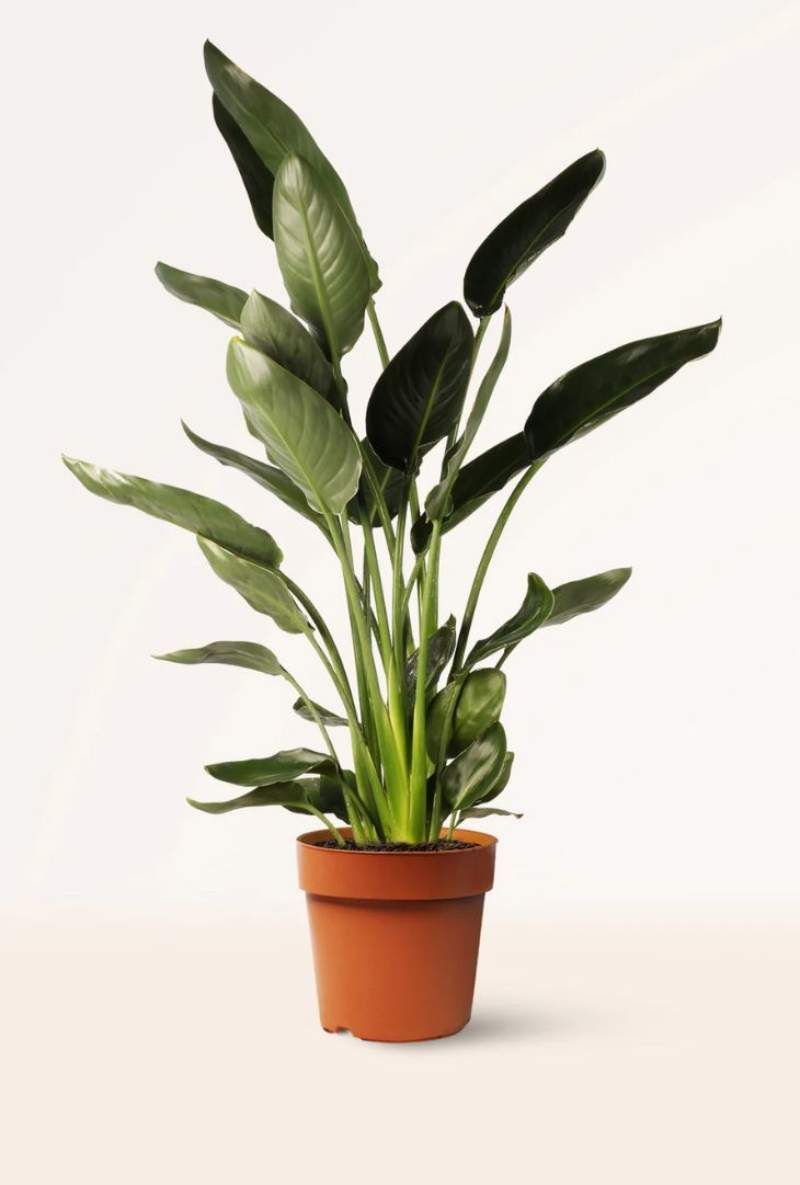 Strelitzia Reginae