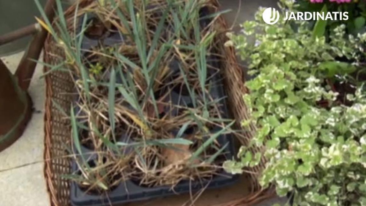 Leymus Arenarius para decorar entrada casa primavera verano deco 576 jardin