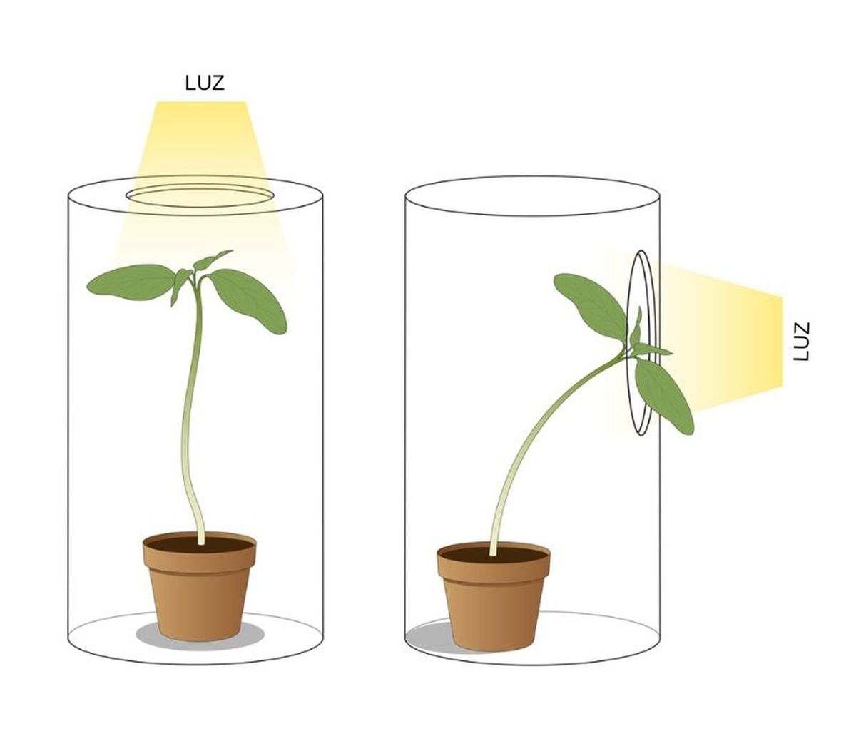 La dirección de la luz es el factor más importante del fototropismo.