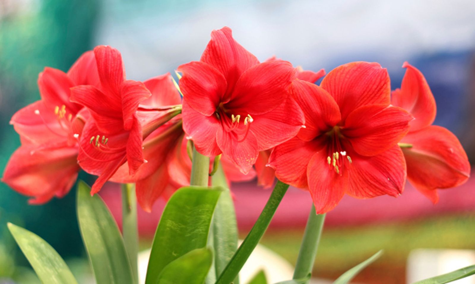 BRICO_JARDIN_256_Trasplante del hippeastrum o amaryllis