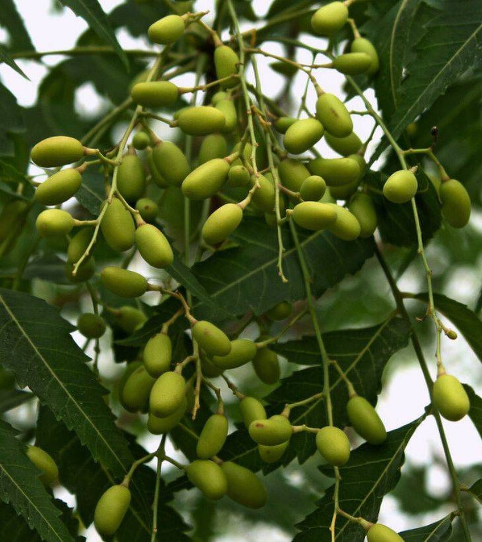 azadirachta indica conocido como neem