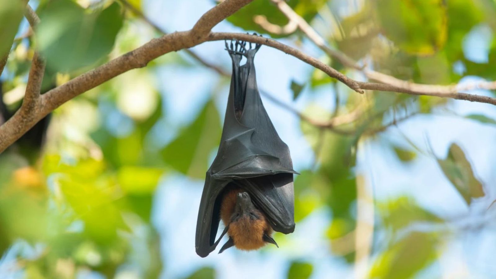 como duermen los animales