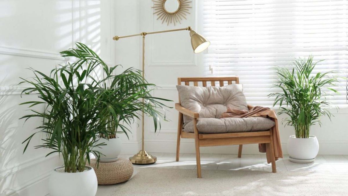 planta mas vendida de ikea es esta