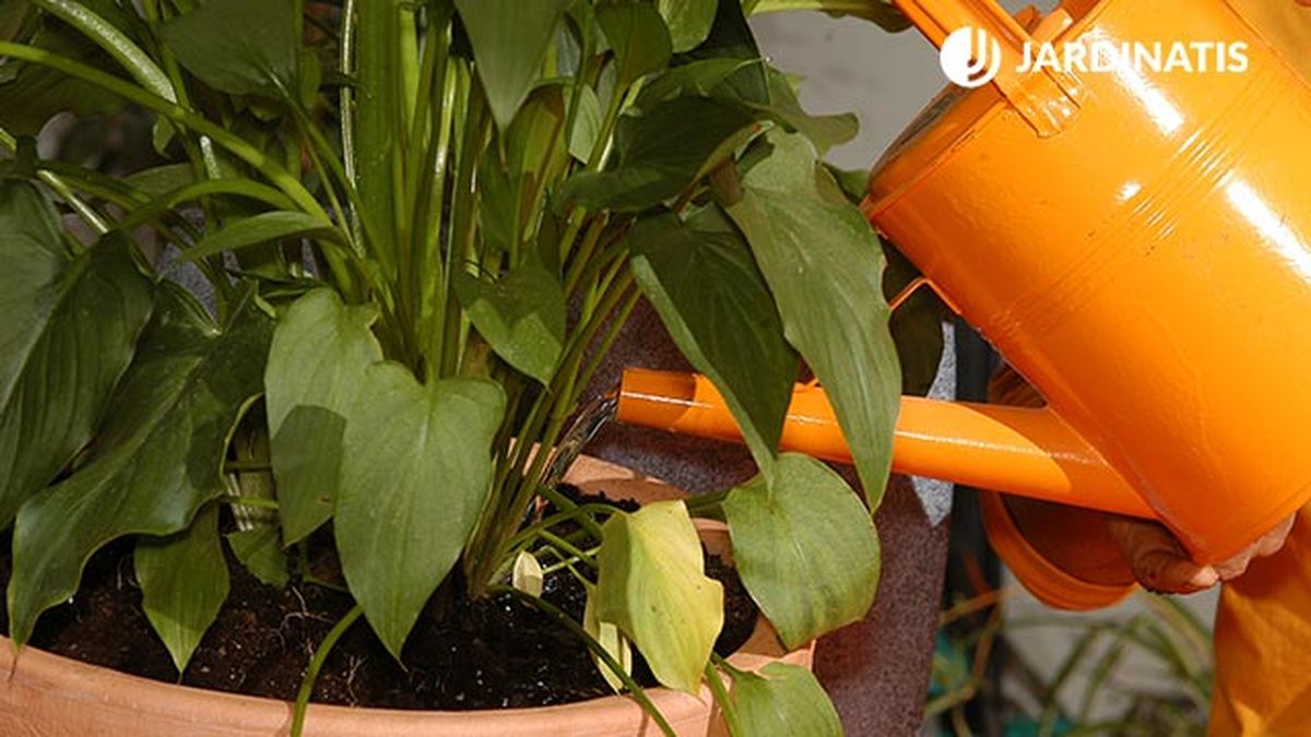 plantacion cala riego abundante brico 370