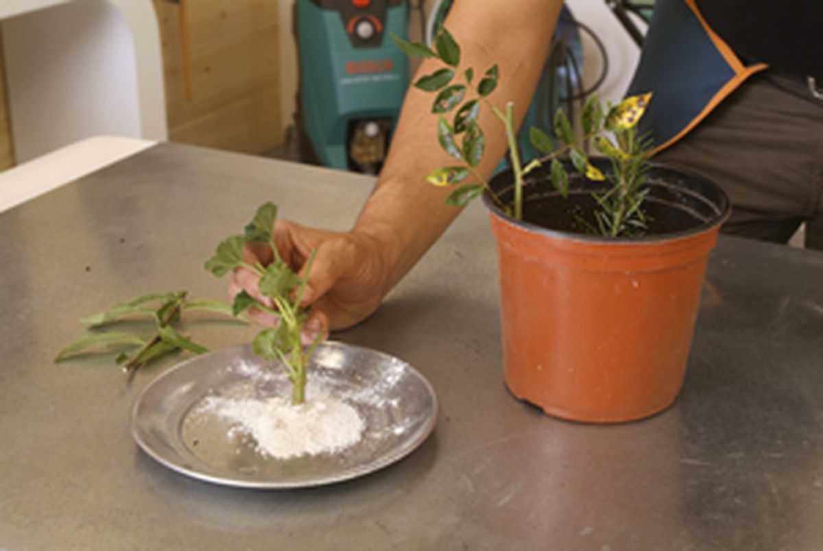 Esquejes o gajos para reproducir plantas paso 3