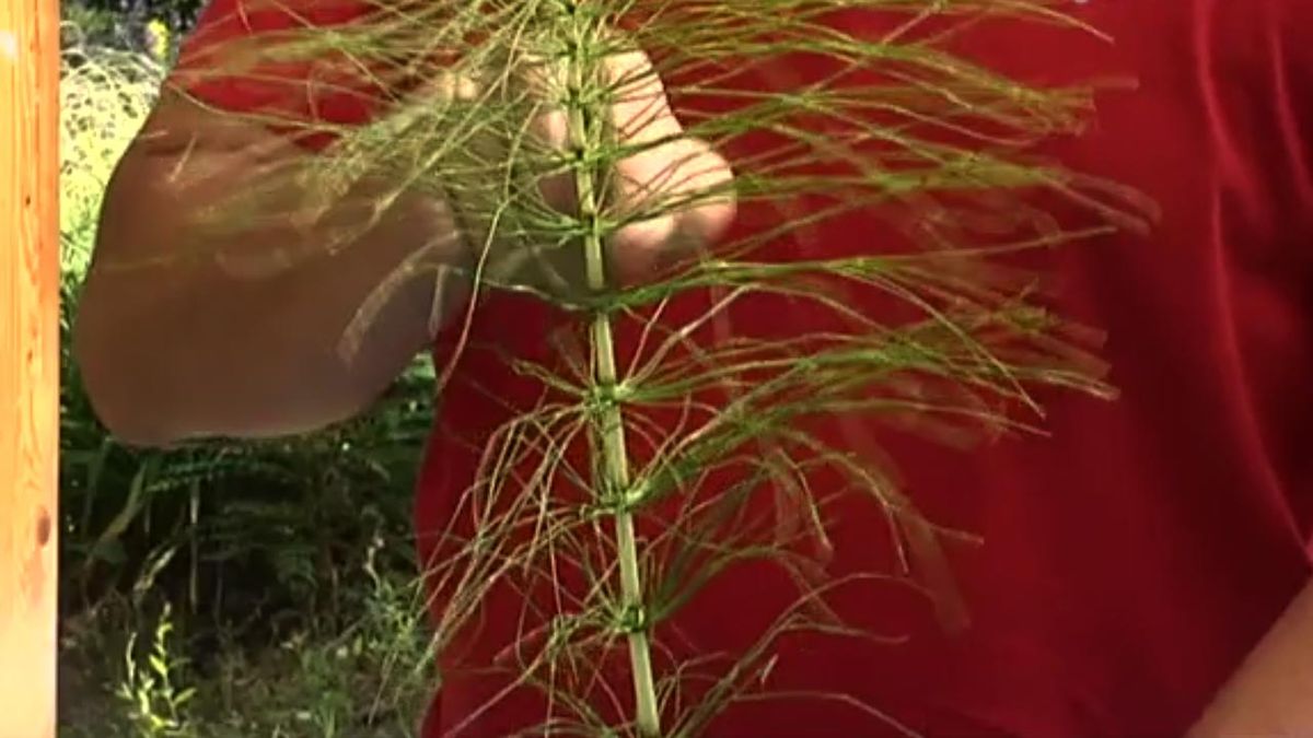 brico 709 jardin insecticidas ecologicos cola de caballo