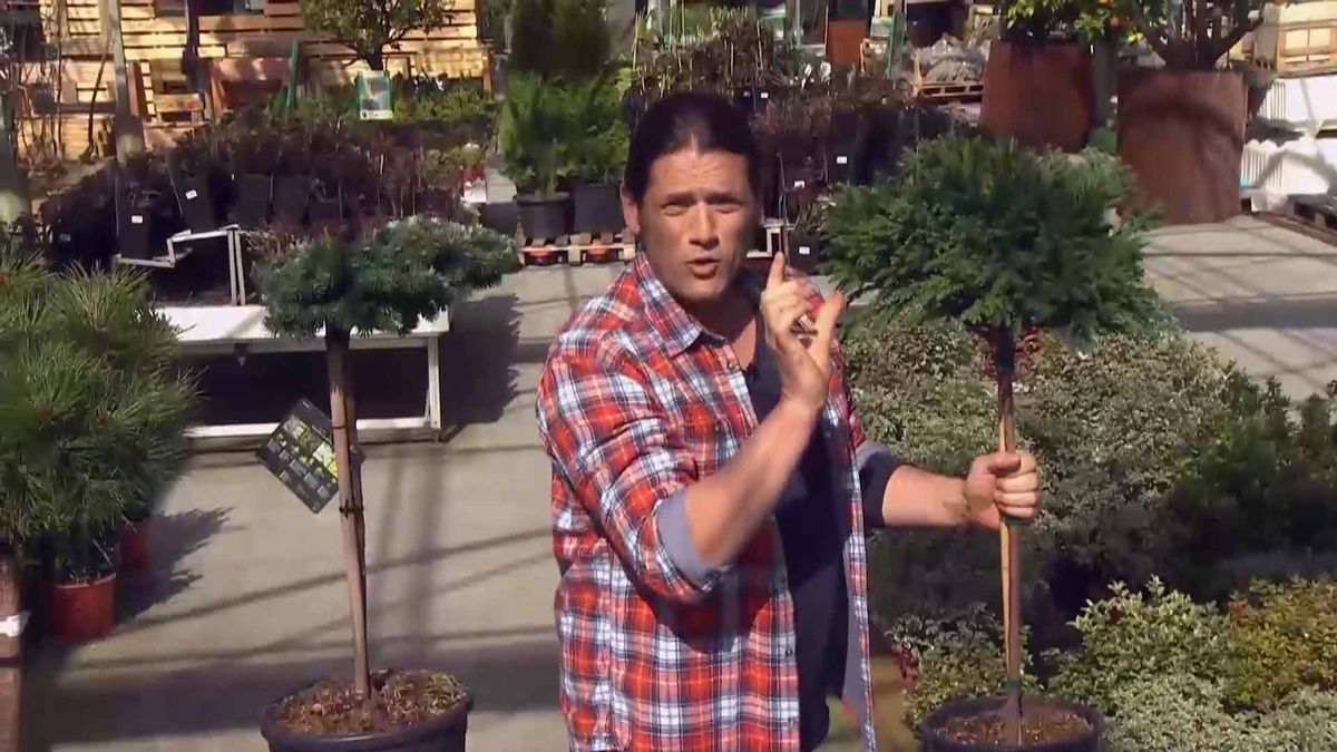 deco 690 jardineria coniferas injertadas cryptomera