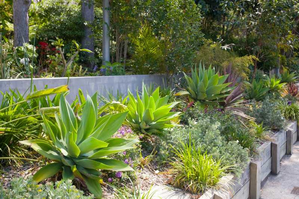 Plantas de agave en el jardín