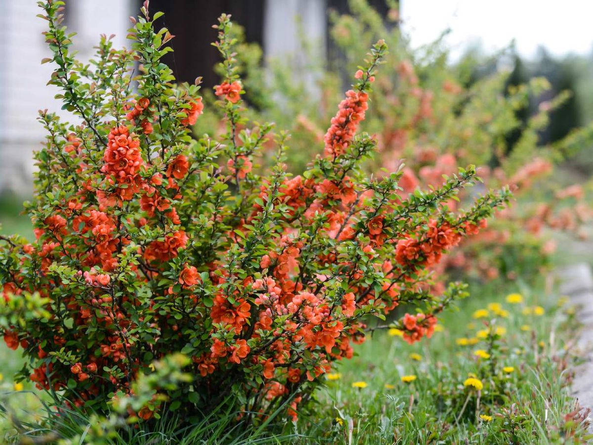 Membrillero del Japón.