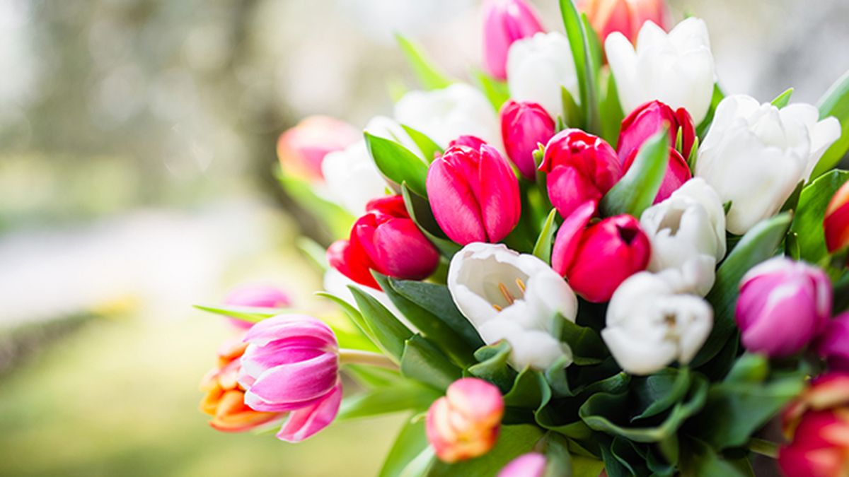 tulipanes para regalar a domicilio