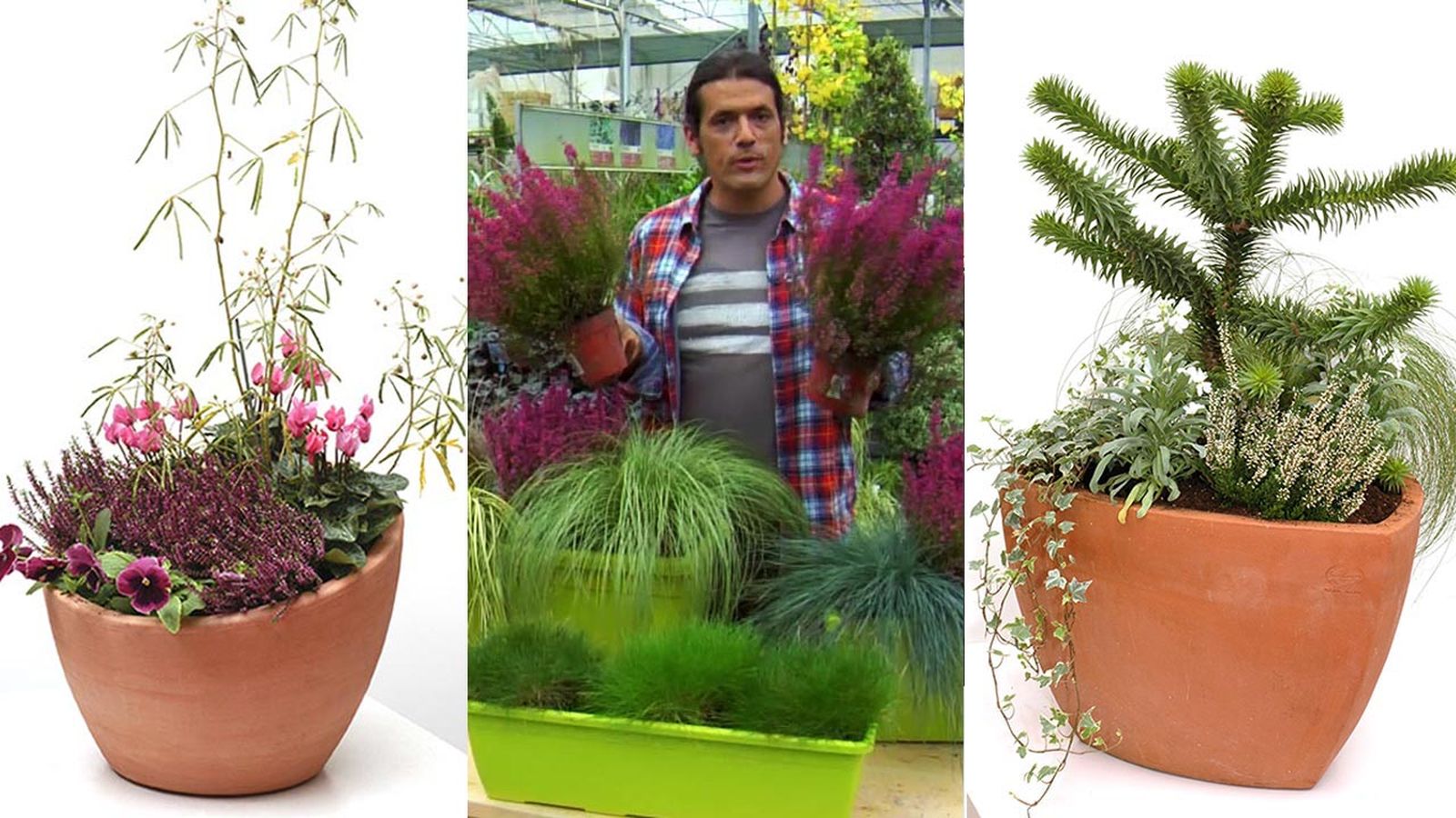 composiciones otonales brezos xl