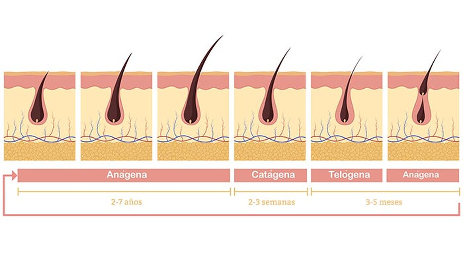 cuanto crece el pelo en un mes ciclo capilar