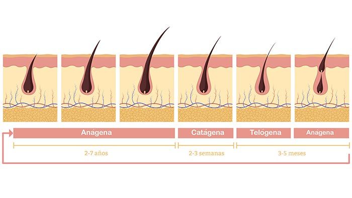 cuanto crece el pelo en un mes ciclo capilar