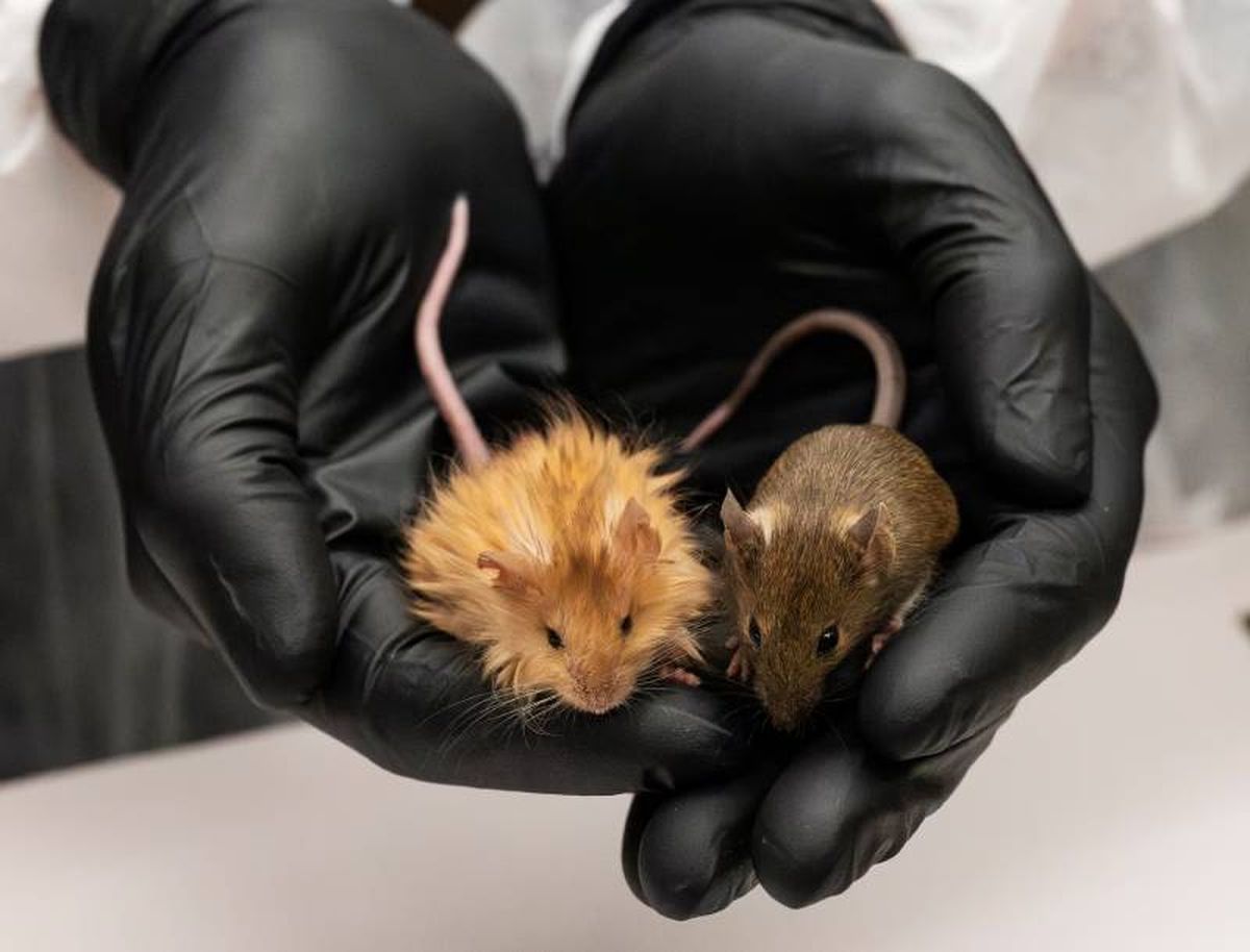 Un avance significativo dentro del campo de la genética y biotecnología.