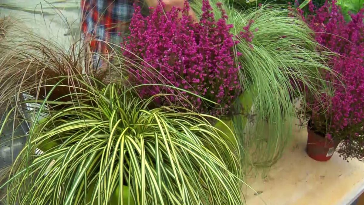 deco jardin 507 composiciones florales variedades de carexy y brezo