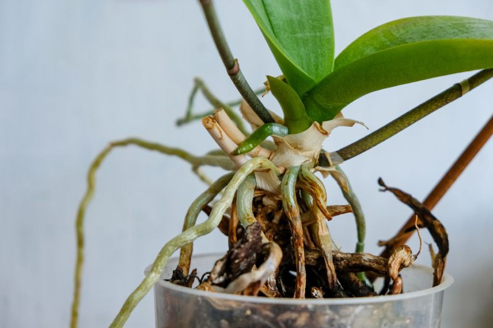 Las raíces de la orquídea son, en realidad, aéreas