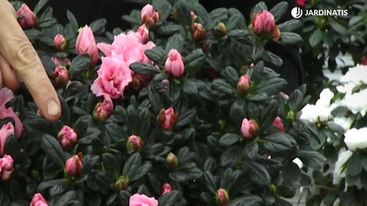 en que fijarnos a la hora de comprar una azalea