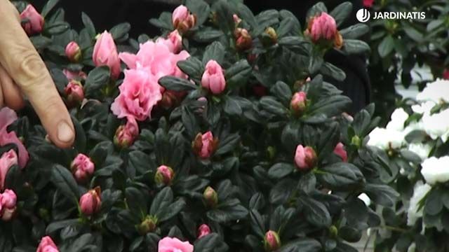 en que fijarnos a la hora de comprar una azalea