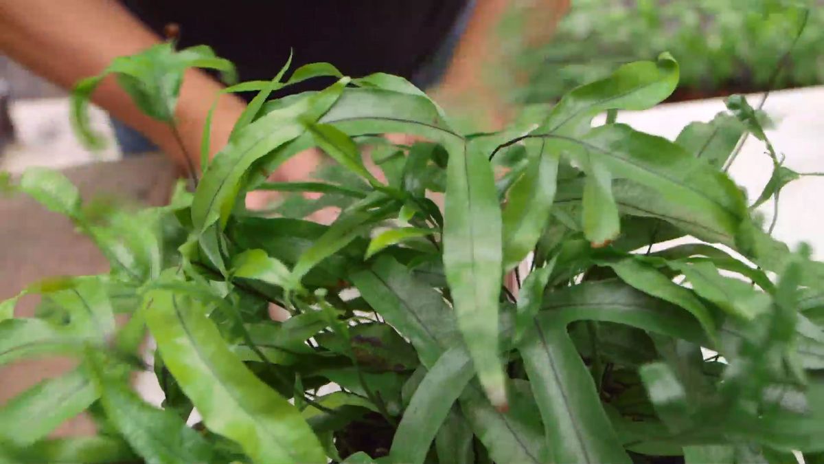 Bricomania 919 3 plantacion helechos colgantes helecho plantar