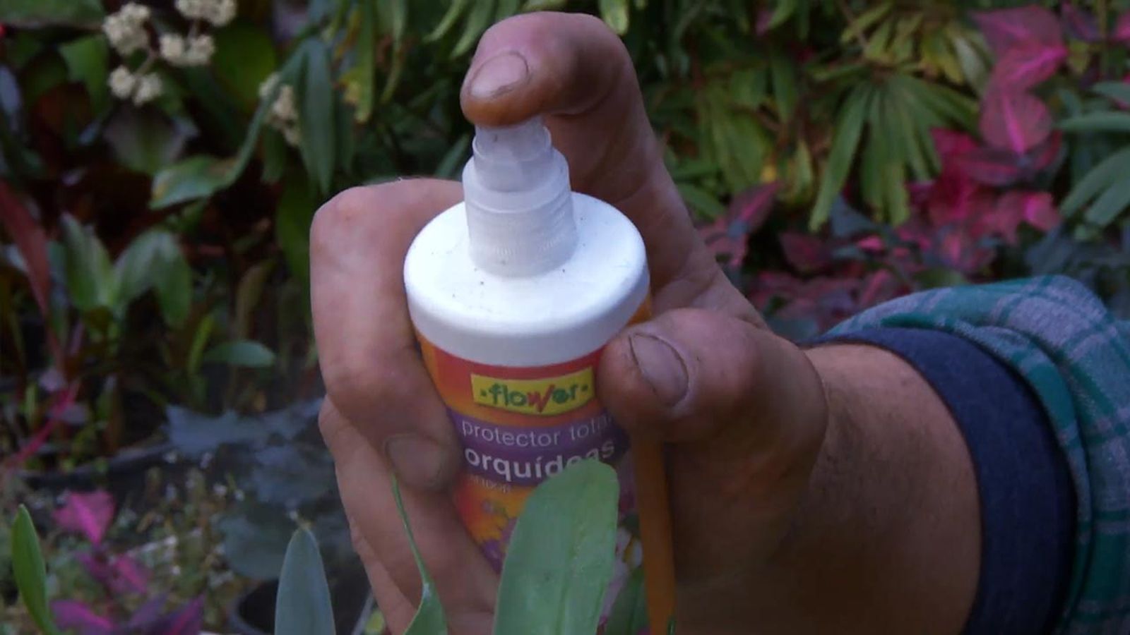 productos proteger orquideas durante el periodo de reposo