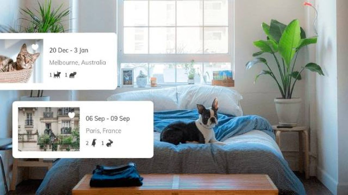 pet sitting alojamiento gratis cuidando mascota ser pet sitter