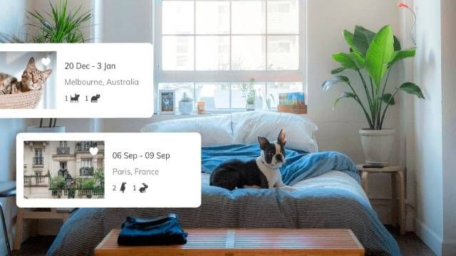 pet sitting alojamiento gratis cuidando mascota ser pet sitter