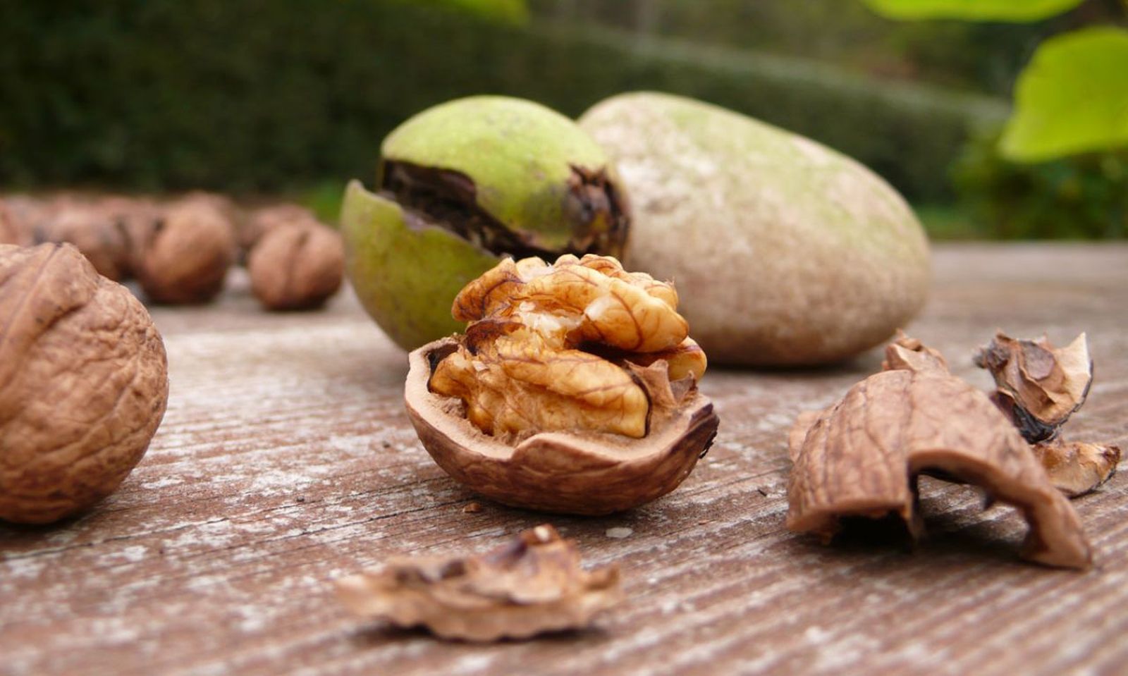 La cosecha de nueces es muy sencilla