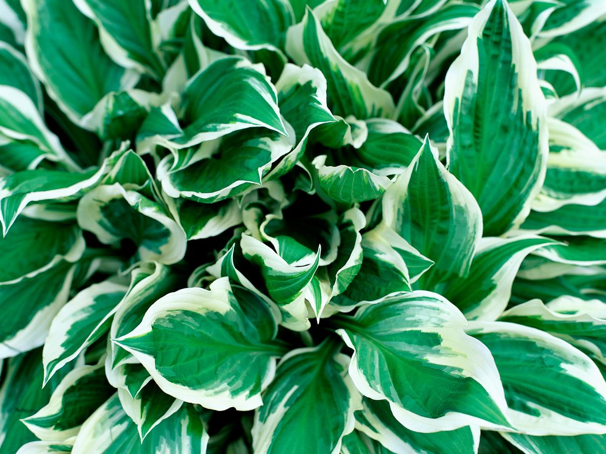 cuidados hosta