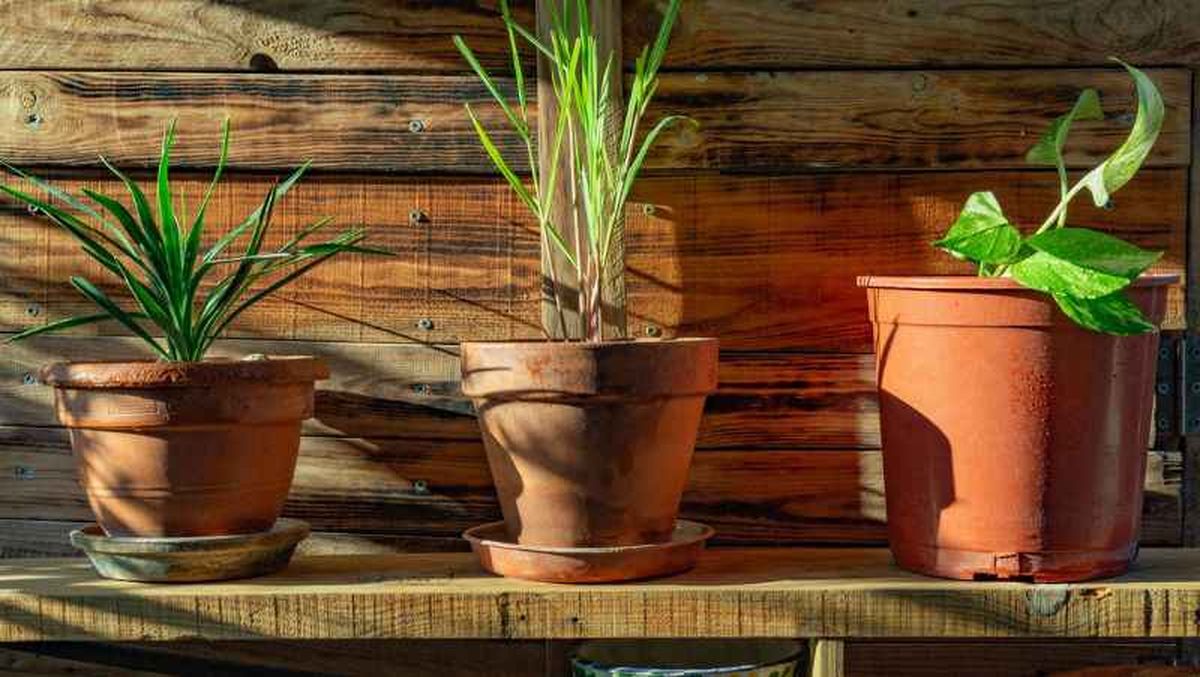 La planta citronela necesita recibir una buena iluminación