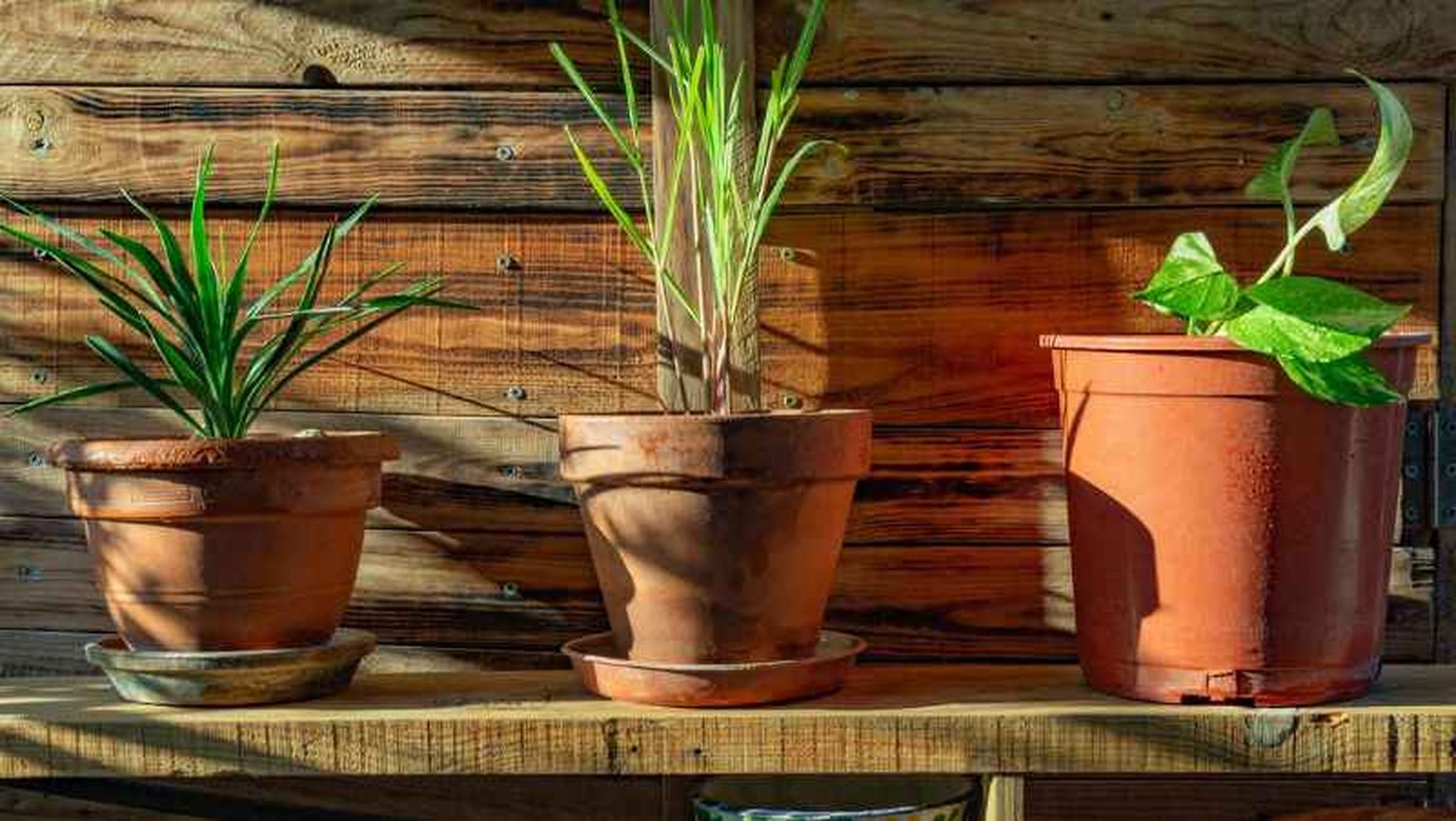 La planta citronela necesita recibir una buena iluminación