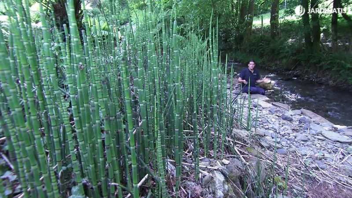 Colas de caballo junto a un rio