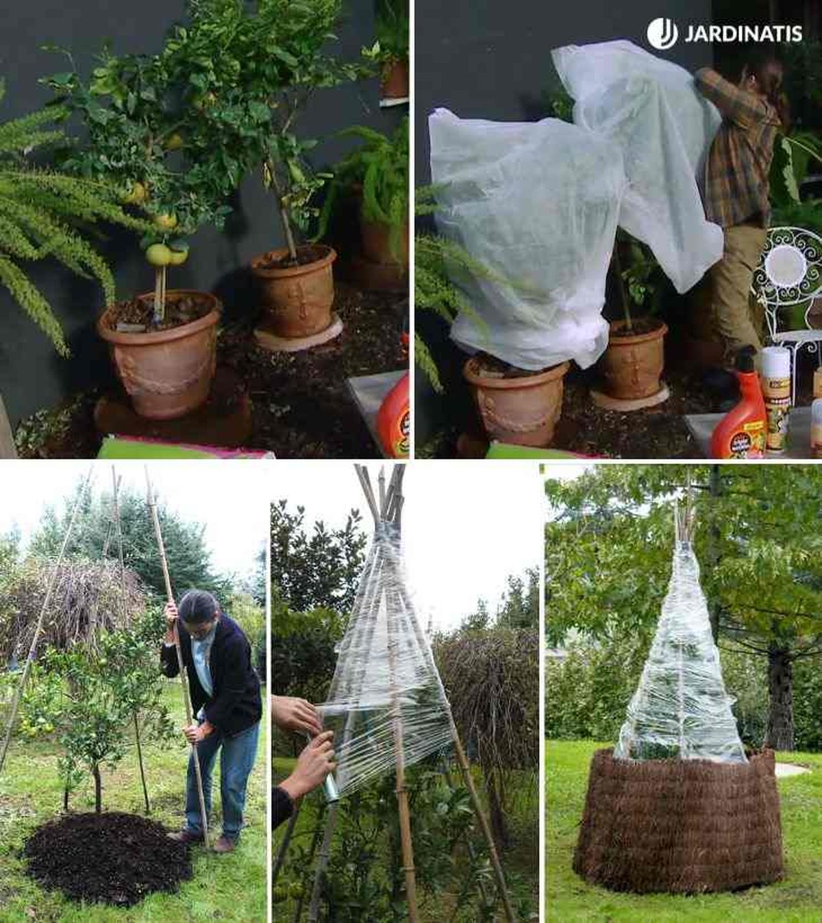 proteger limoneros de las heladas maceta y jardin