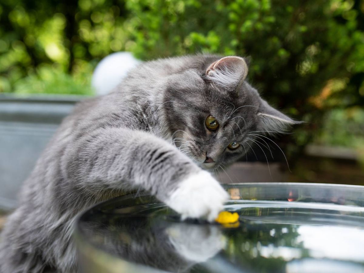 Estos animales eligen normalmente ciertos espacios como parte de su territorio.