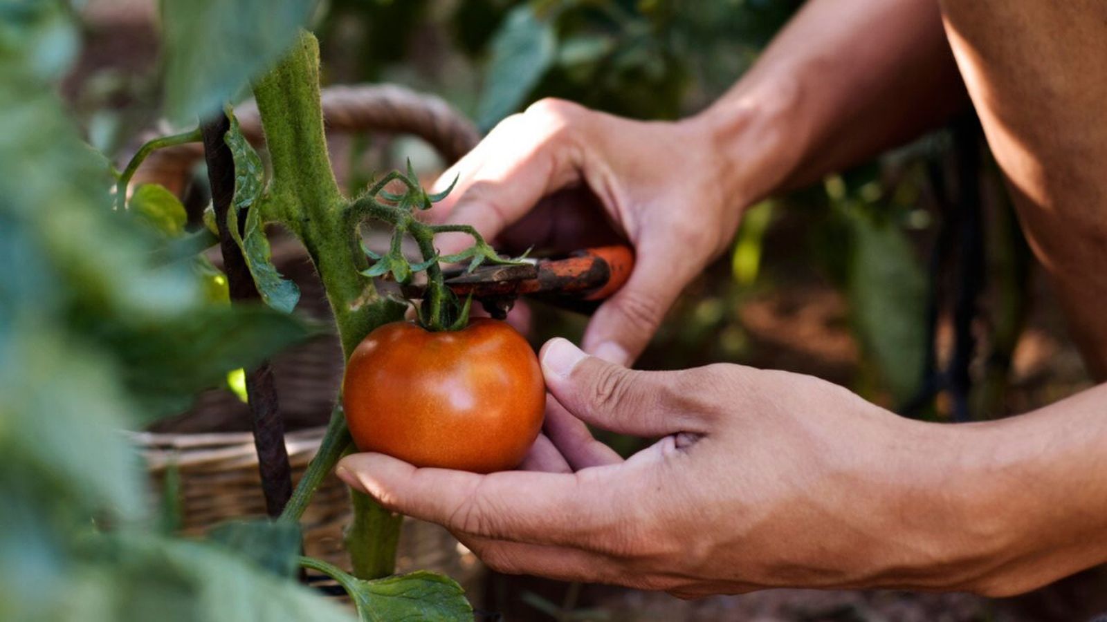 cuales son los errores comunes el huerto urbano y soluciones