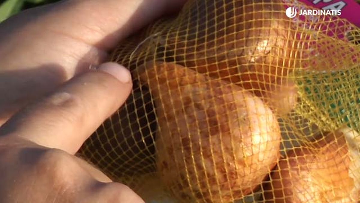 consejos comprar bulbos de jacinto jardinatis