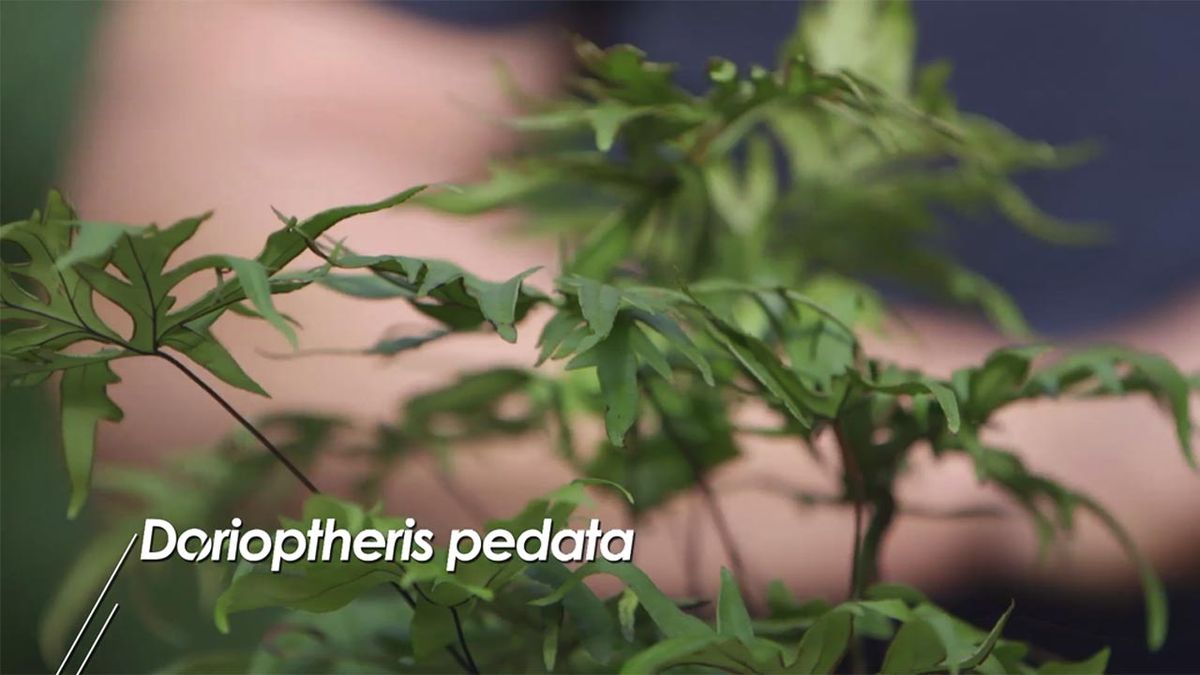 brico 1017 jardin Helecho doryopteris pedata