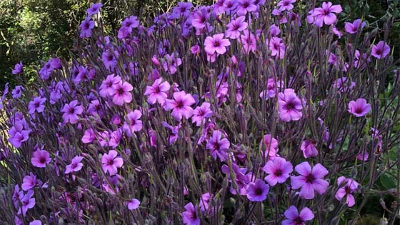 Geranium maderense
