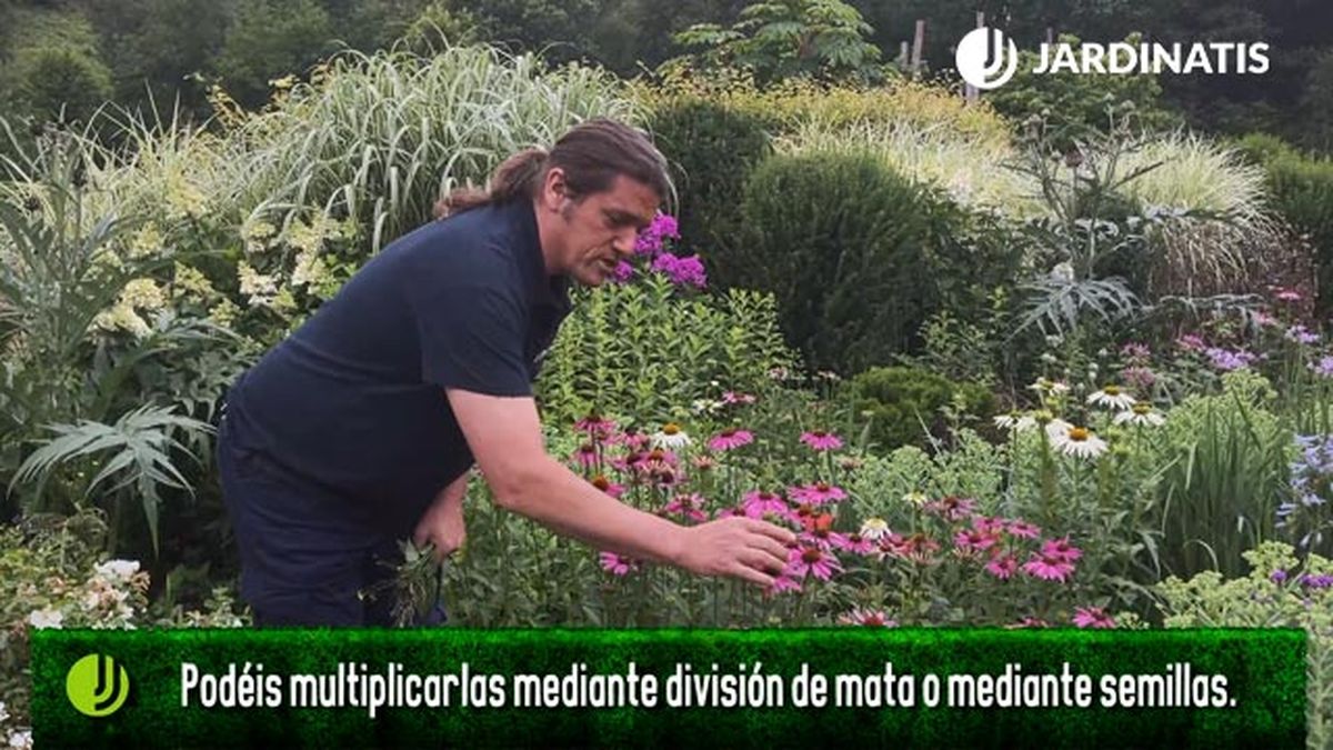 reproducir echinaceas division de mata semillas jardinatis