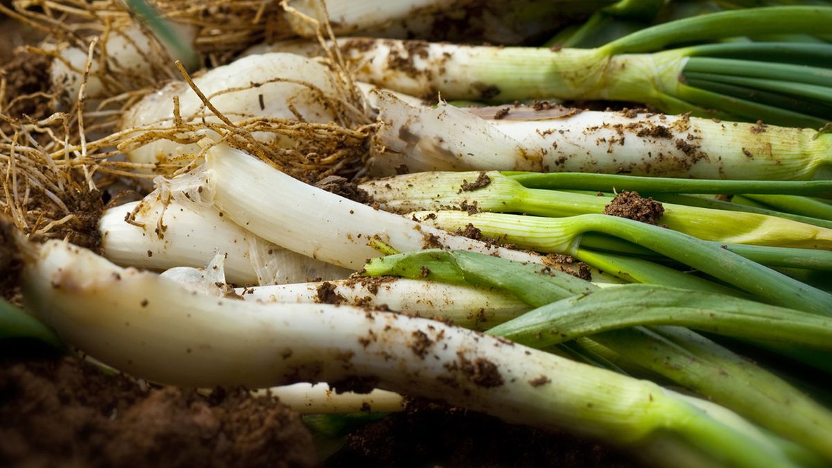 Calçots