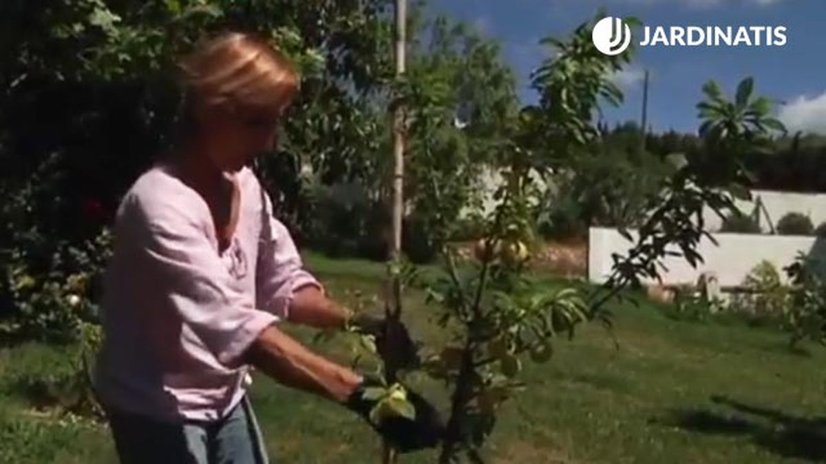 tutor para la plantacion ciruelo en el jardin jardinatis