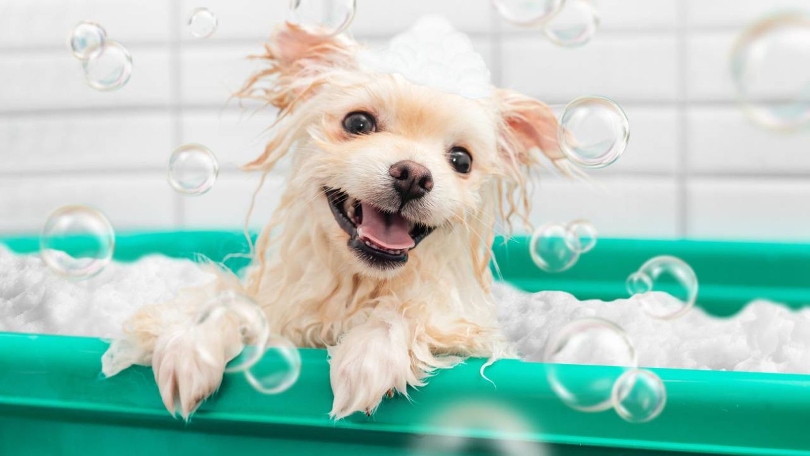 champu natural perros