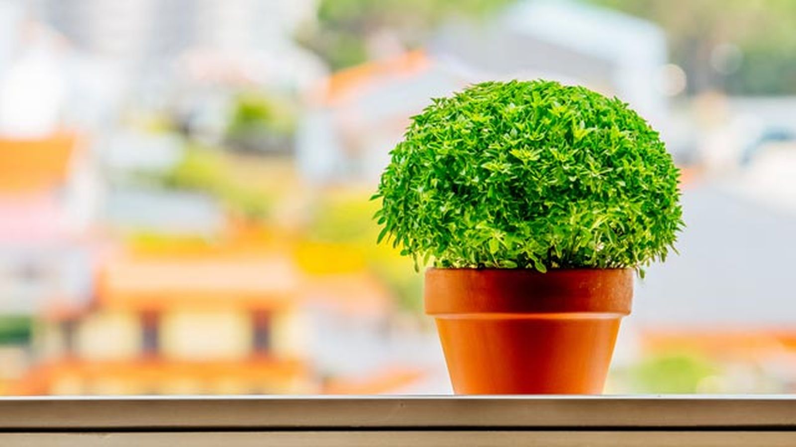 albahaca planta anti insecto