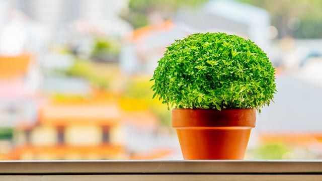 albahaca planta anti insecto