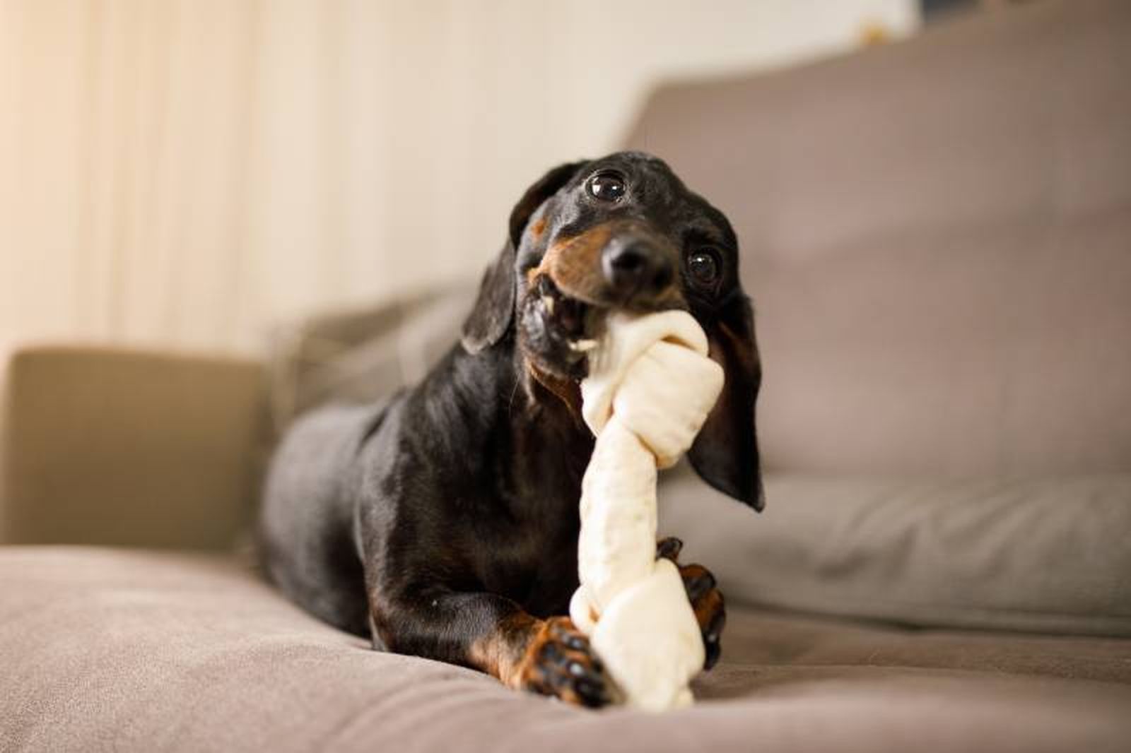 Al ser un perro que gana peso fácilmente, presta atención a la cantidad de comida o porciones que le ofreces.