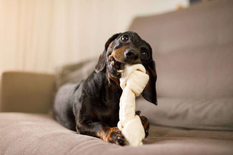 Al ser un perro que gana peso fácilmente, presta atención a la cantidad de comida o porciones que le ofreces.