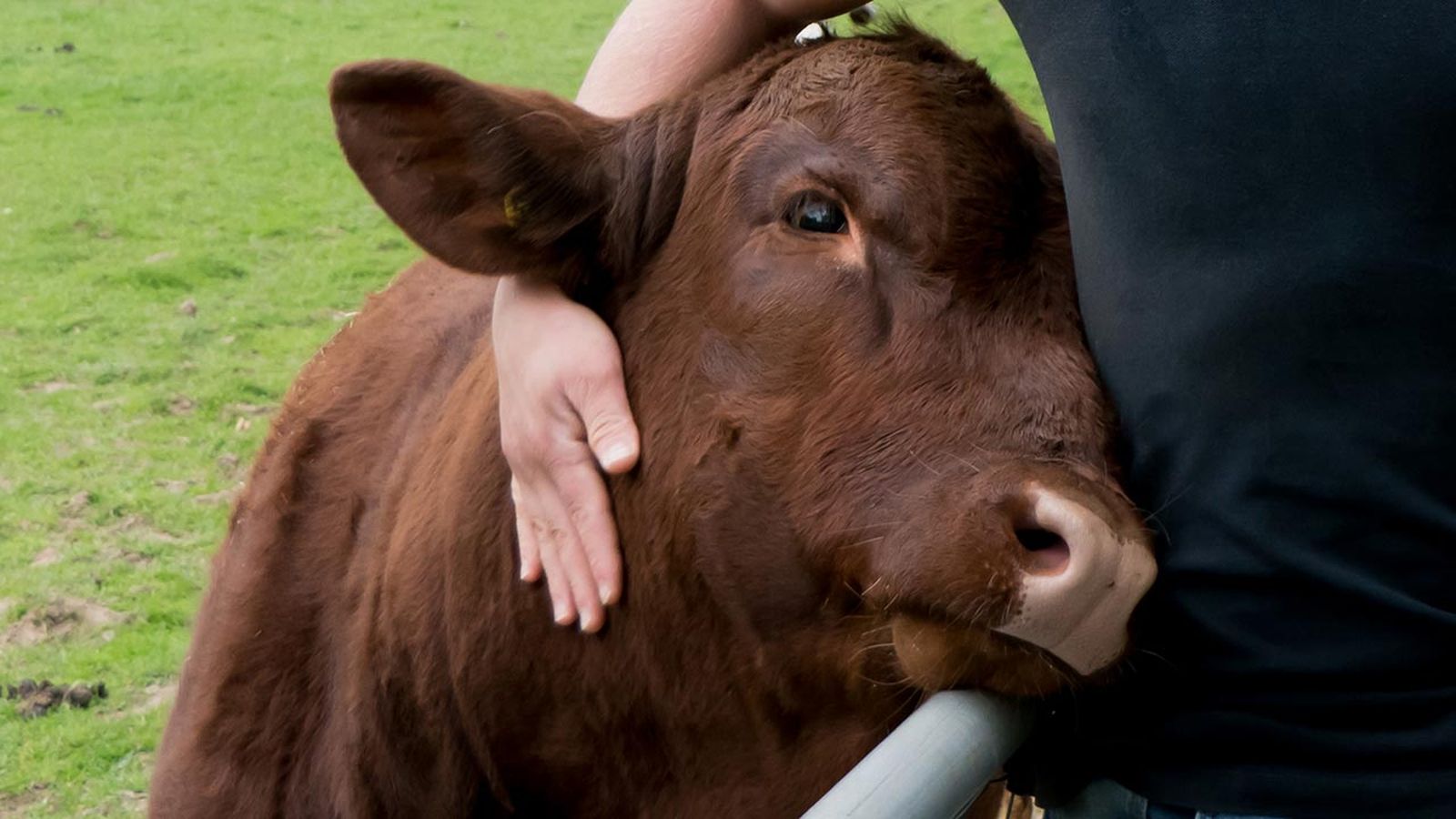 derechos animales 1